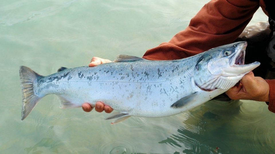 Salmones intoxicados por cocaína reaccionan así en un río en Alemania