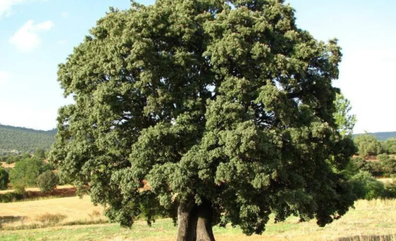 ¿Cuáles son los árboles que resisten las heladas en Chihuahua?