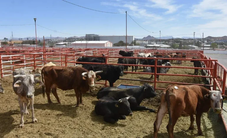 Dispersión de mosca estéril, vital para contener el Gusano Barrenador: UGRCh