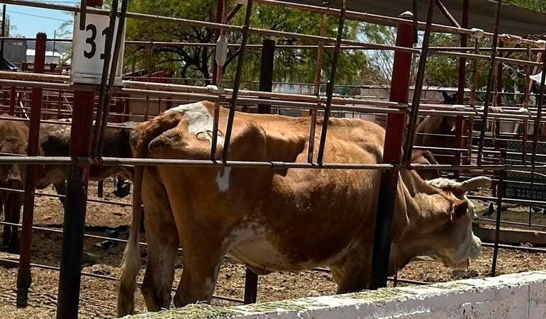 Agricultores ven resultados en estrategia nacional contra el gusano barrenador