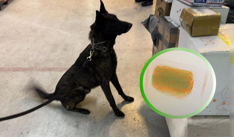 “Operación Perro Guardián: El binomio canino más efectivo revela en el AICM un importante cargamento ilegal procedente de Hong Kong, disfrazado de cosméticos”