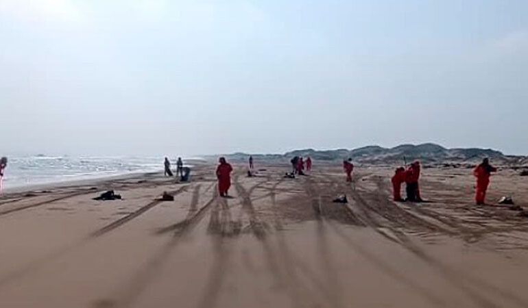 Alerta en Veracruz: hallan seis tortugas marinas muertas en sus costas