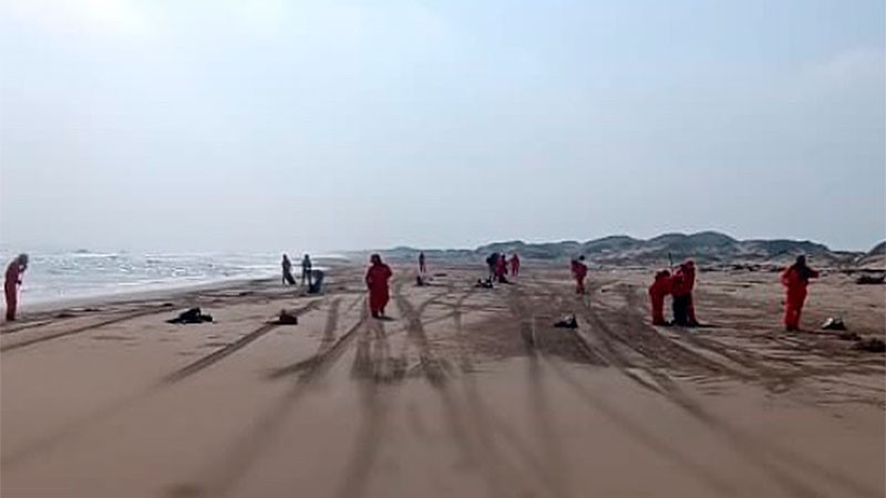 Alerta en Veracruz: hallan seis tortugas marinas muertas en sus costas